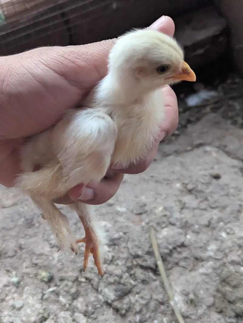 Golden buff and White buff Chicks and Eggs | 03098286027 — photo 2