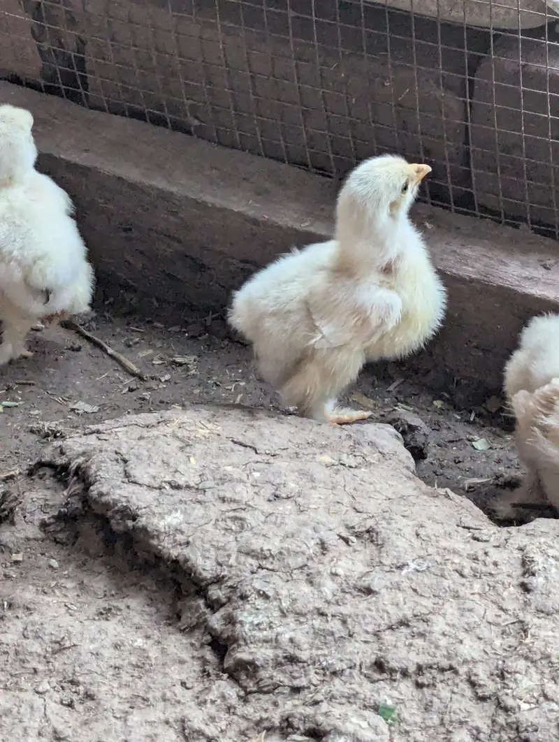 Golden buff and White buff Chicks and Eggs | 03098286027 — photo 4