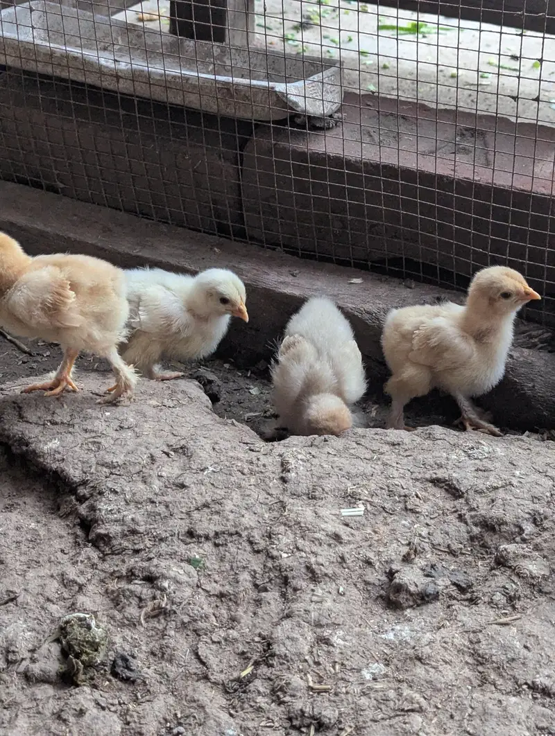 Golden buff and White buff Chicks and Eggs | 03098286027 — photo 12