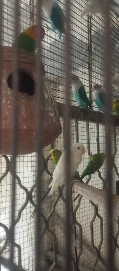 8 love birds male + female