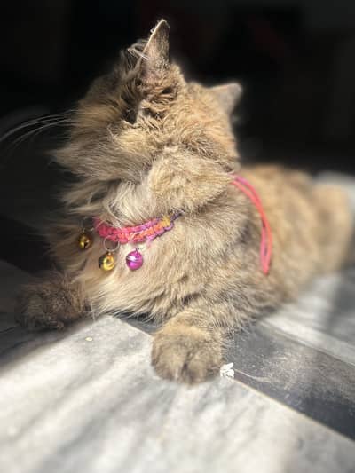 Persian female