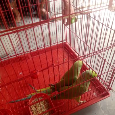 Parot