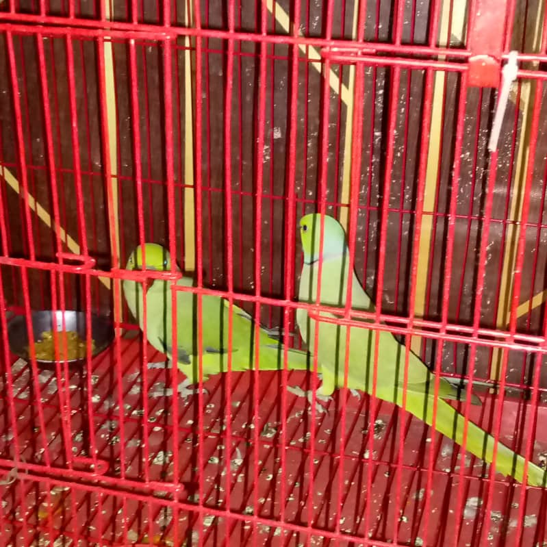 Parot 1