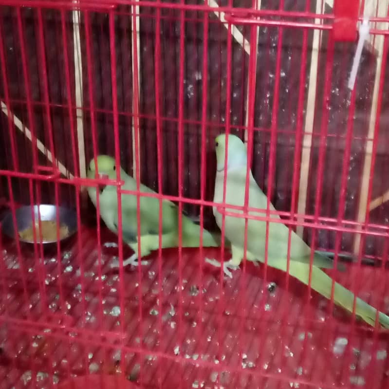 Parot 2