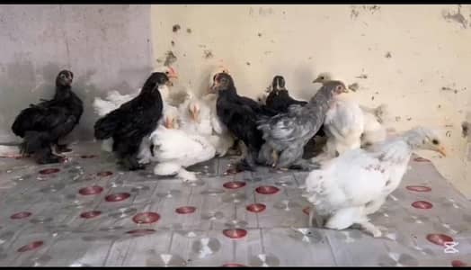 bantam chiks available age 2 month Active and healthy chicks l