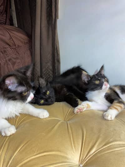 Kittens