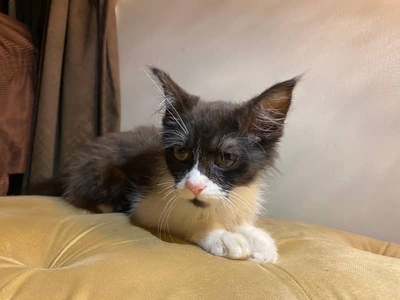 Kittens 1