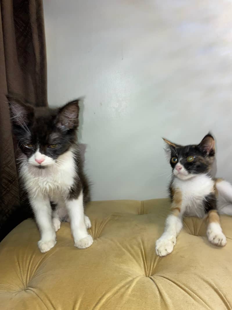 Kittens 2