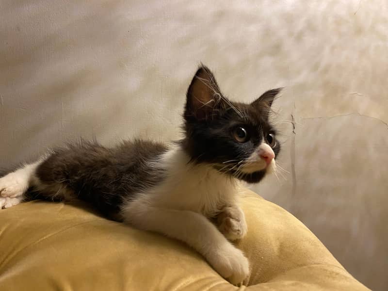 Kittens 3