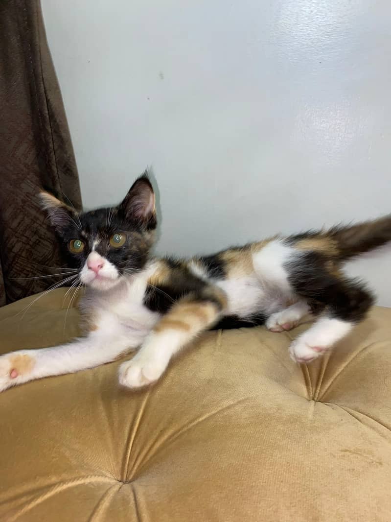 Kittens 4