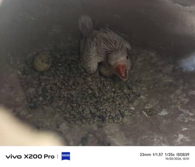 White ringneck chick available