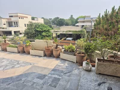 Terrace Garden Plants for Sale