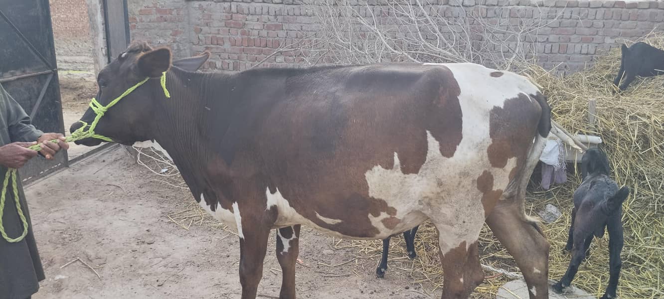 ولایتی گائے برائے فروخت 0