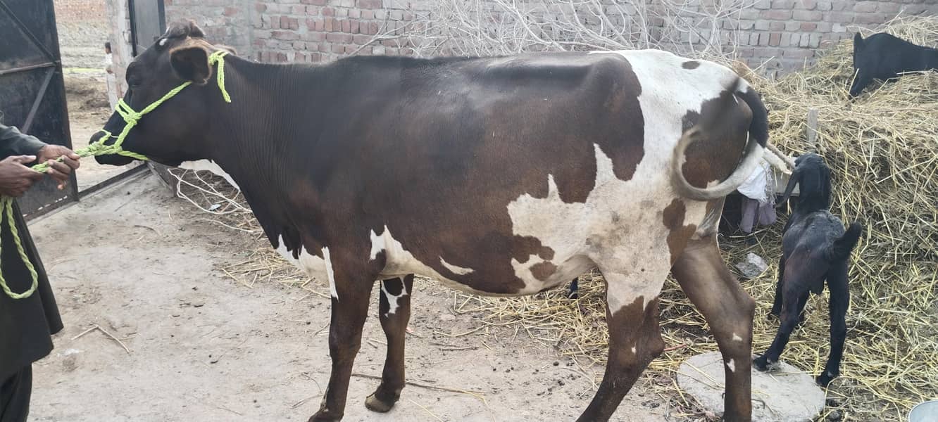 ولایتی گائے برائے فروخت 1