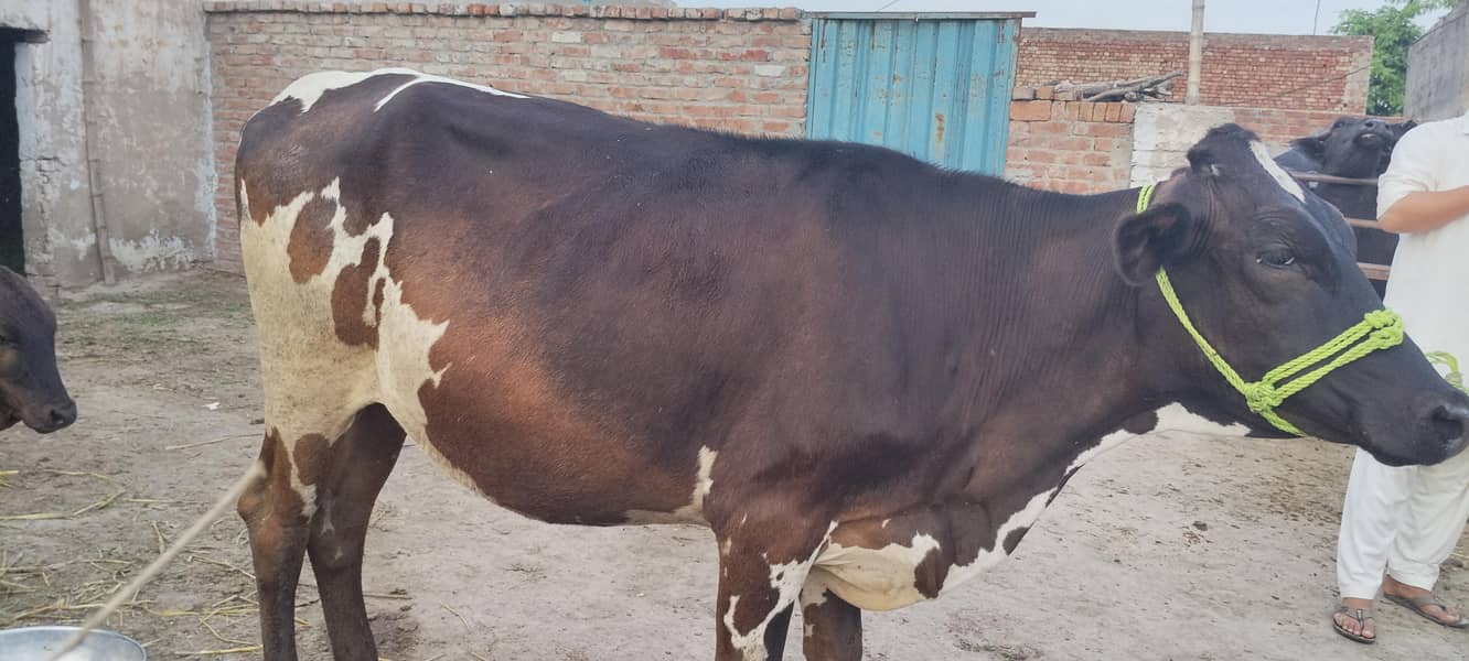 ولایتی گائے برائے فروخت 2