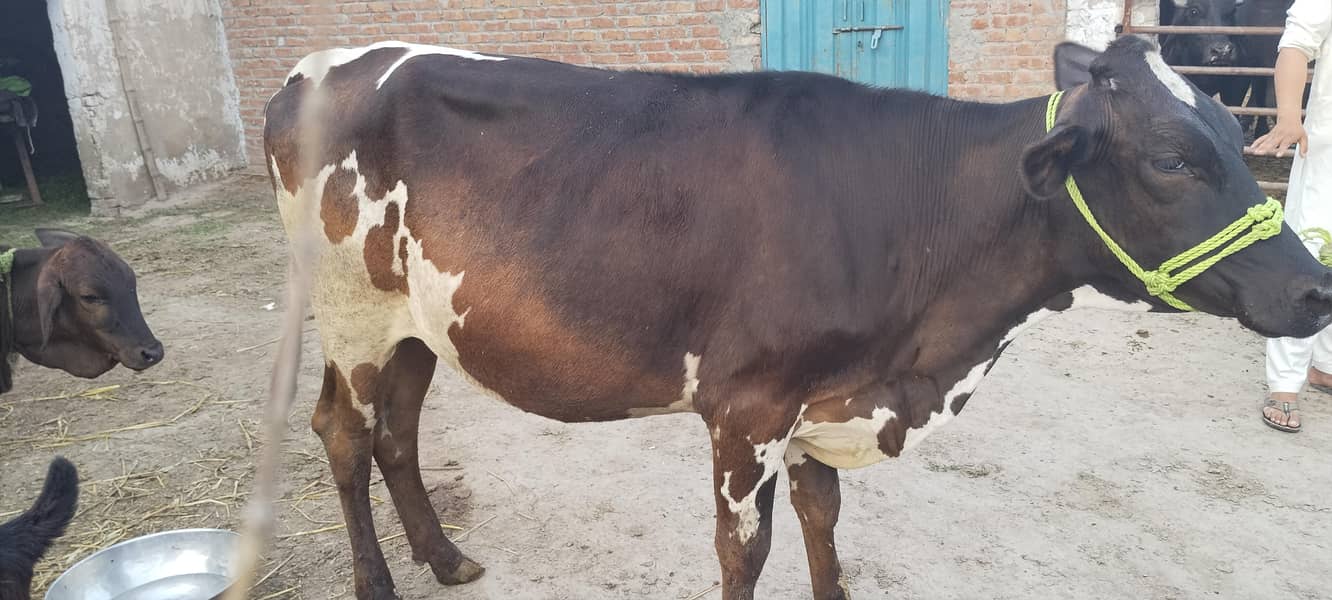 ولایتی گائے برائے فروخت 3