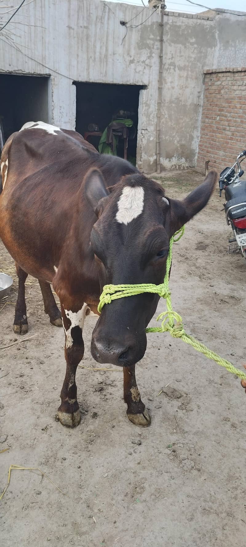 ولایتی گائے برائے فروخت 4