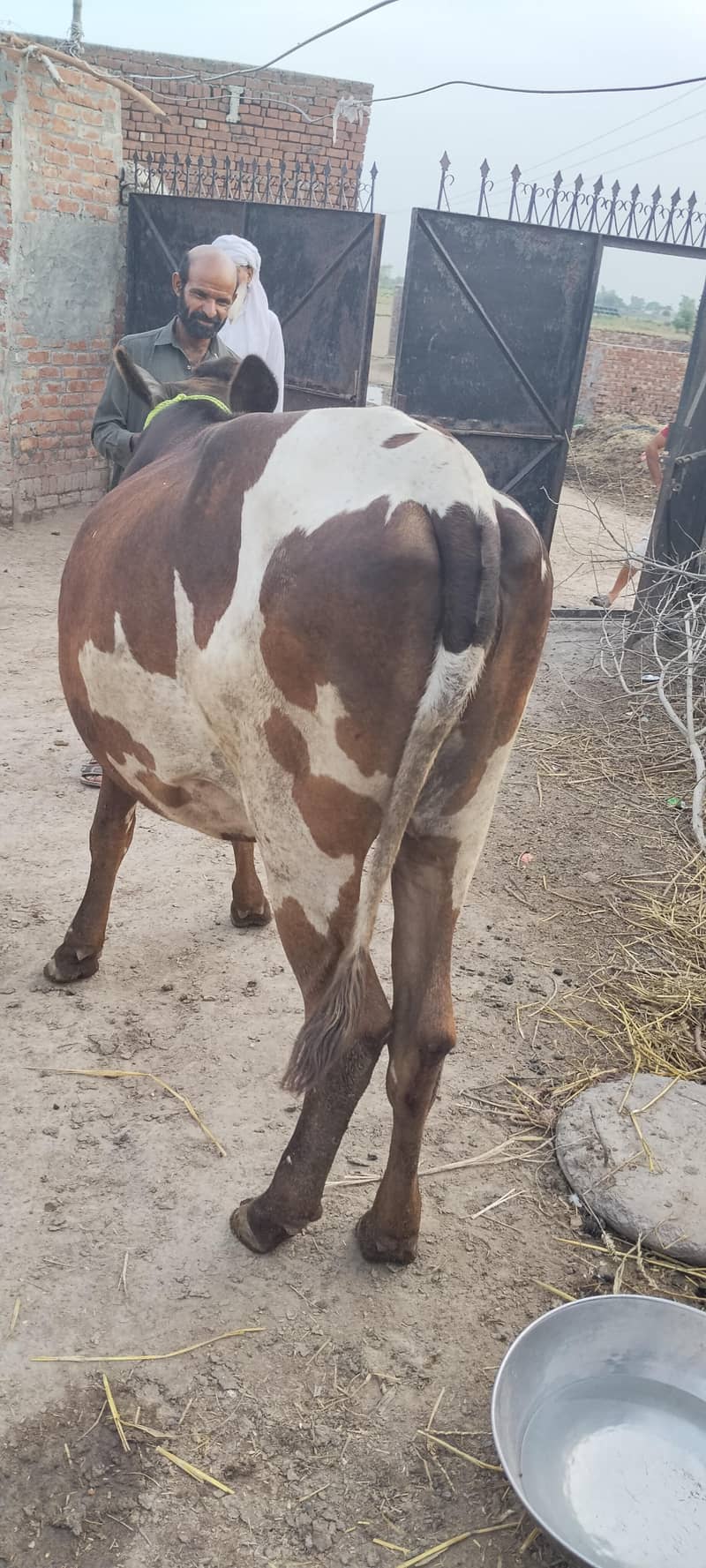 ولایتی گائے برائے فروخت 5