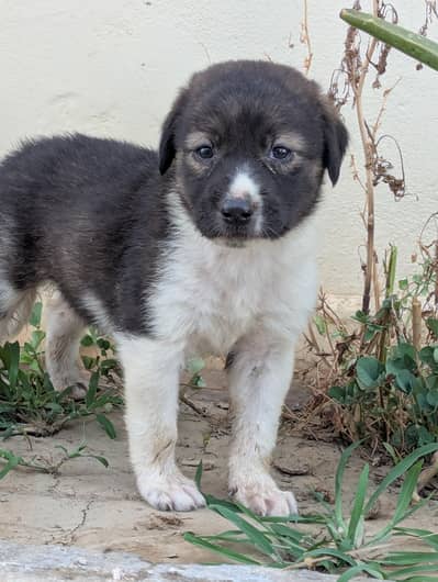 German Shepherd Crose mai hn 03047949297