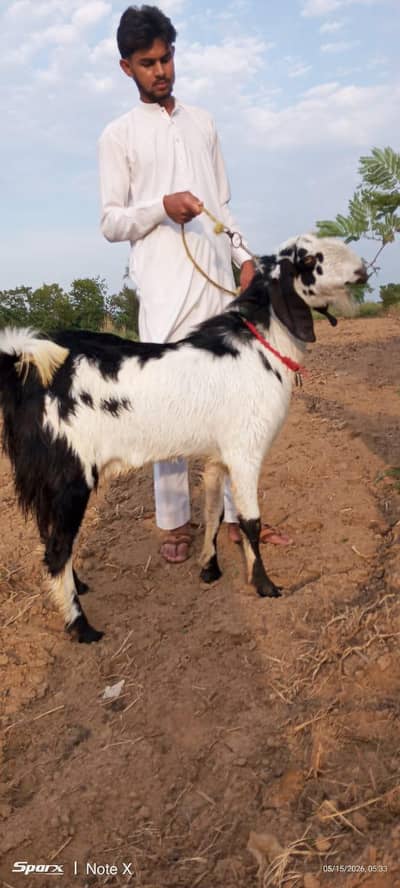 qurbani ka bakra