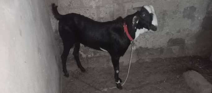Betal nasli bakra