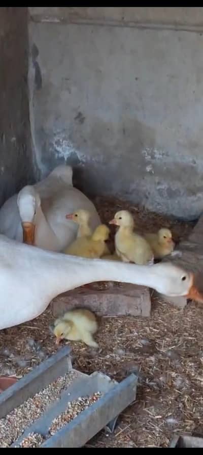 Raj Hans breeder pair