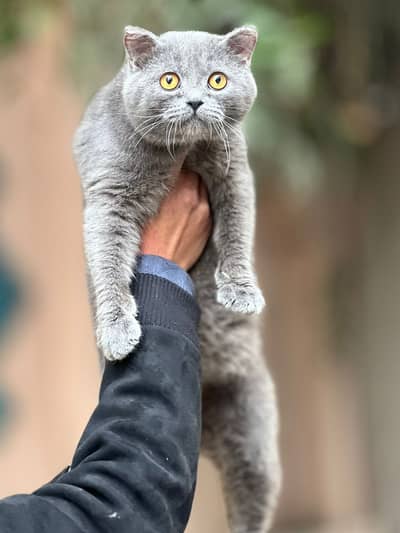British short hair male 03286444407