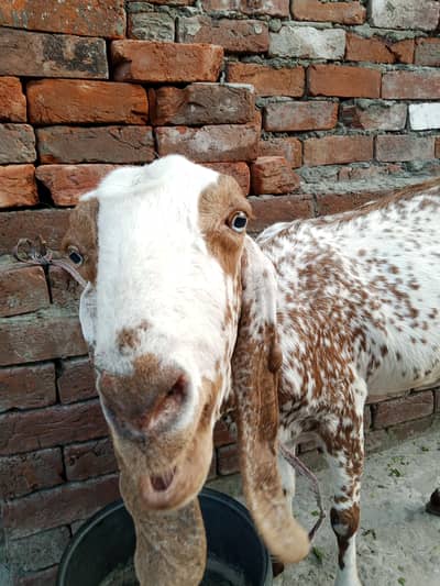 bakri argant sale