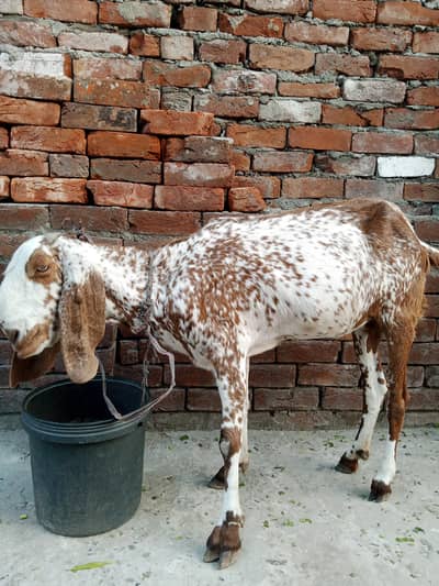 Qurbani