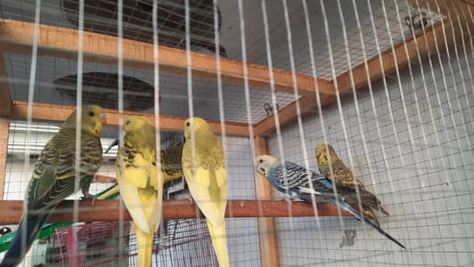 black eyes Budgie 3 month babies