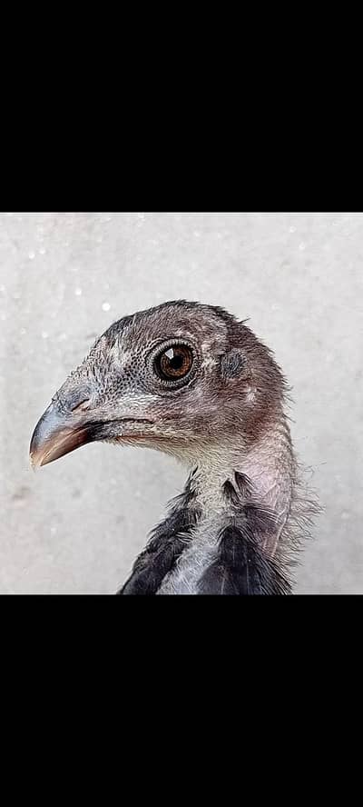 Thai chick' black eyes  for sale