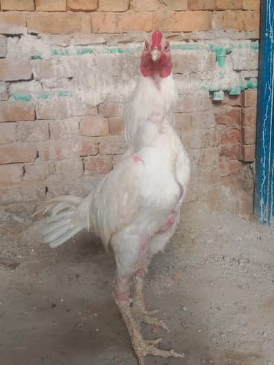peper white aseel murga