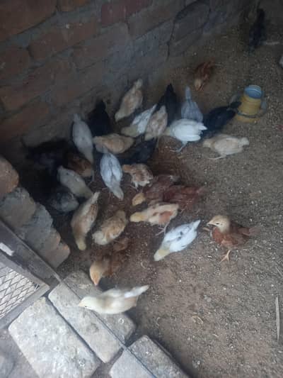 Mix Chicks