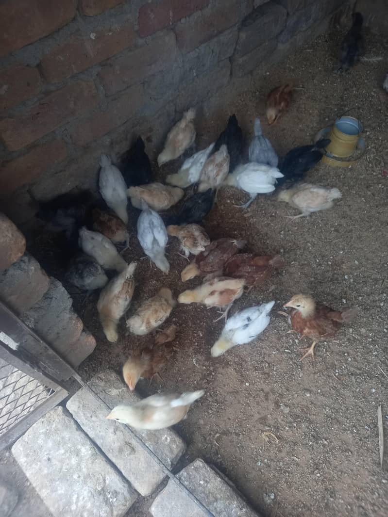 Mix Chicks 0