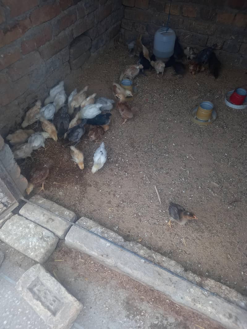 Mix Chicks 1