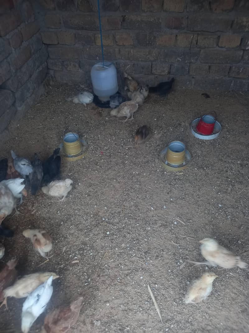 Mix Chicks 3