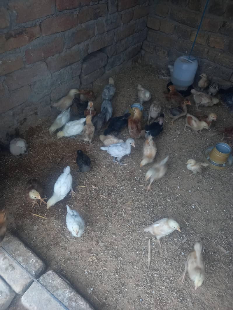 Mix Chicks 4