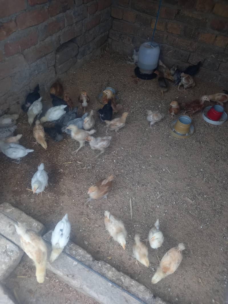 Mix Chicks 5