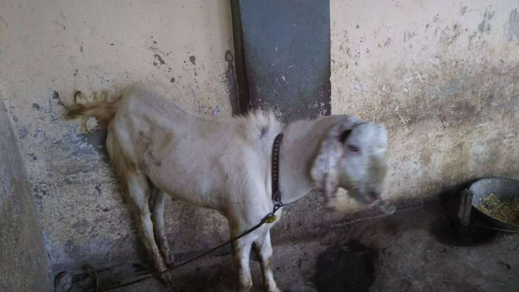 Bakra 0
