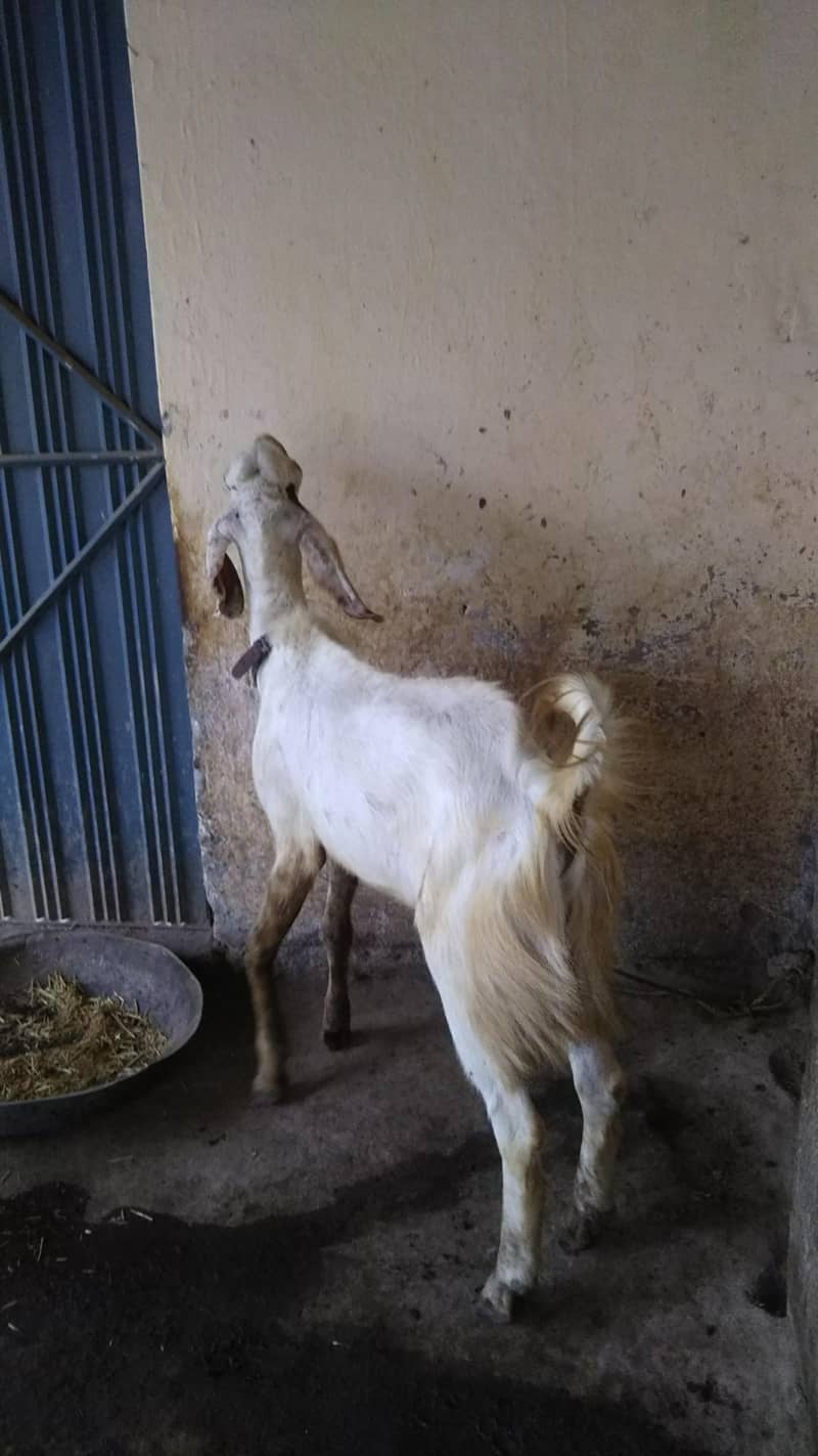 Bakra 1
