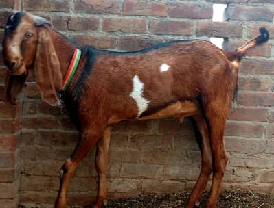 Pure Nagra khassi bakra