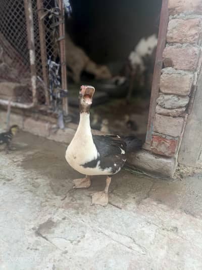 6 duck babe and one apir WhatsApp content number 03002401672