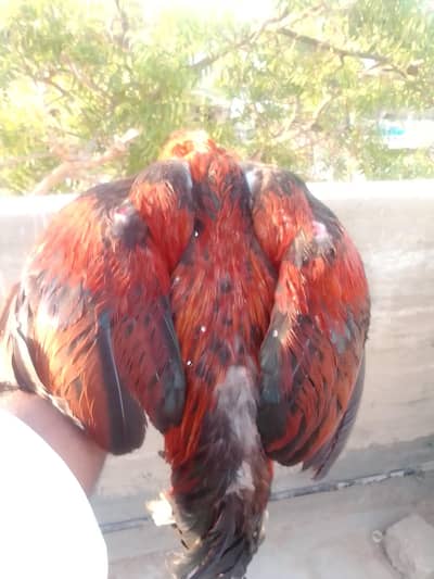 Aseel Mianwali Murga for Sale