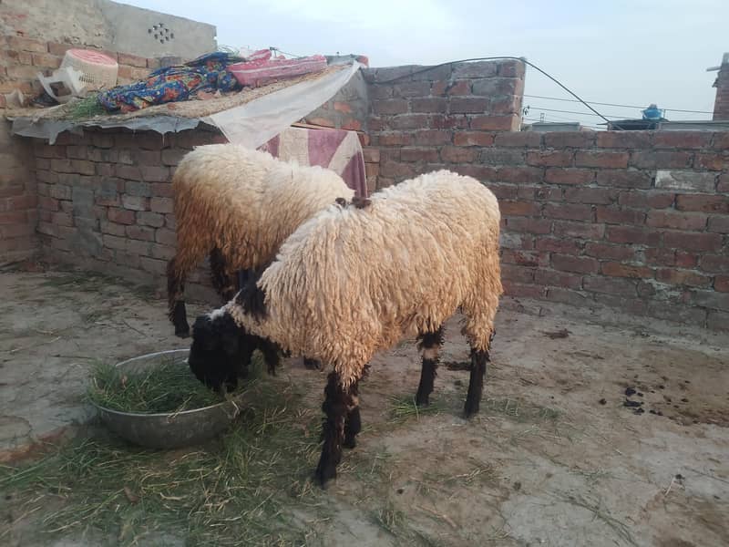 قربانی والے دونوں چھترے برائے فروخت 0