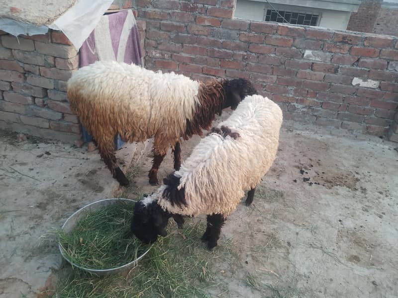 قربانی والے دونوں چھترے برائے فروخت 2