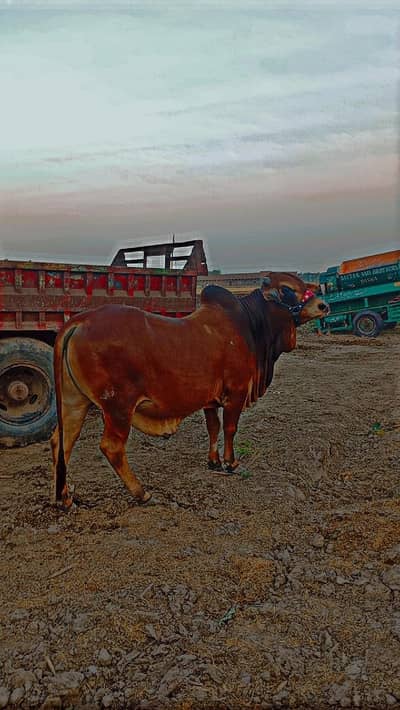 home breed 2 dant bhut hi khubsurat wahra