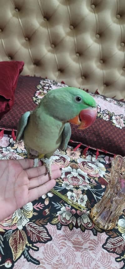 kashmiri Raw pair Healthy And Active