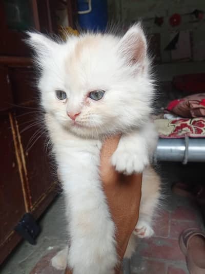 male cat Kitten