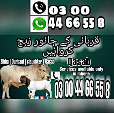 Qurbani | Qasai Qasab | Zibah Slaughter butcher | Meat Cow bakra kasai