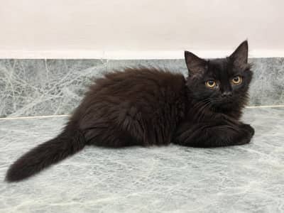 Rare Copper Shade Black Persian Kitten